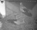 Capi_Dubne_20260515_041502.jpg