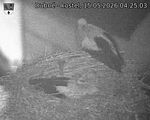 Capi_Dubne_20260515_042504.jpg