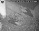 Capi_Dubne_20260515_043503.jpg
