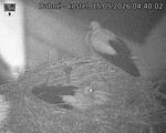 Capi_Dubne_20260515_044002.jpg