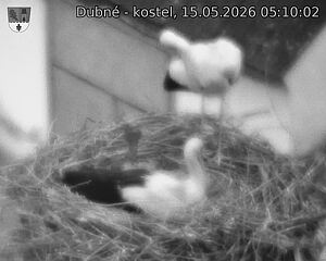 Capi_Dubne_20260515_051002.jpg (1350&nbsp;x&nbsp;1080)