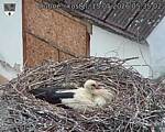 Capi_Dubne_20260515_053503.jpg