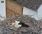 Capi_Dubne_20260515_055003.jpg