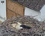 Capi_Dubne_20260515_055503.jpg