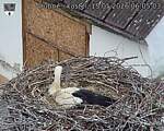 Capi_Dubne_20260515_060503.jpg