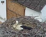 Capi_Dubne_20260515_062002.jpg