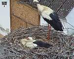 Capi_Dubne_20260515_062502.jpg