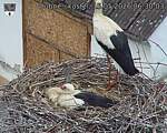 Capi_Dubne_20260515_063003.jpg