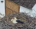 Capi_Dubne_20260515_065504.jpg