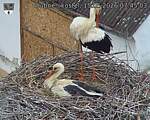 Capi_Dubne_20260515_074503.jpg