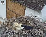 Capi_Dubne_20260515_080003.jpg