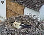 Capi_Dubne_20260515_081503.jpg