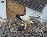 Capi_Dubne_20260515_083002.jpg