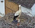 Capi_Dubne_20260515_084003.jpg