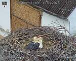 Capi_Dubne_20260515_084503.jpg