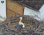 Capi_Dubne_20260515_085002.jpg