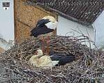 Capi_Dubne_20260515_085503.jpg