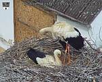Capi_Dubne_20260515_092003.jpg
