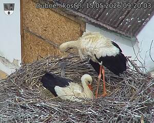 Capi_Dubne_20260515_092003.jpg (1350&nbsp;x&nbsp;1080)