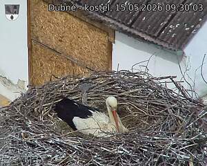 Capi_Dubne_20260515_093003.jpg (1350&nbsp;x&nbsp;1080)