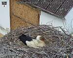 Capi_Dubne_20260515_093503.jpg