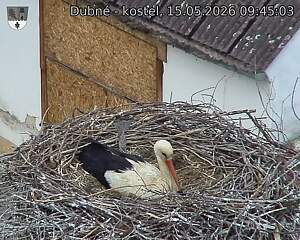 Capi_Dubne_20260515_094503.jpg (1350&nbsp;x&nbsp;1080)