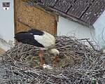Capi_Dubne_20260515_095003.jpg