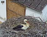 Capi_Dubne_20260515_100004.jpg