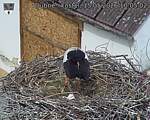 Capi_Dubne_20260515_100503.jpg