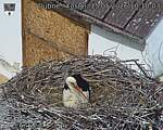 Capi_Dubne_20260515_101003.jpg
