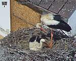 Capi_Dubne_20260515_102502.jpg
