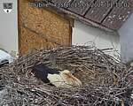 Capi_Dubne_20260515_111002.jpg