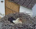 Capi_Dubne_20260515_112003.jpg
