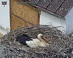 Capi_Dubne_20260515_112503.jpg