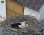 Capi_Dubne_20260515_114003.jpg