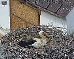 Capi_Dubne_20260515_115503.jpg