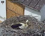 Capi_Dubne_20260515_120503.jpg