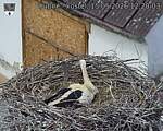 Capi_Dubne_20260515_122003.jpg