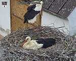Capi_Dubne_20260515_123003.jpg