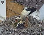 Capi_Dubne_20260515_124002.jpg
