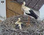 Capi_Dubne_20260515_125003.jpg