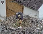Capi_Dubne_20260515_125503.jpg