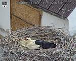 Capi_Dubne_20260515_130002.jpg