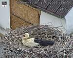 Capi_Dubne_20260515_130503.jpg