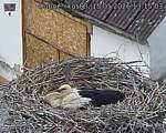 Capi_Dubne_20260515_131503.jpg