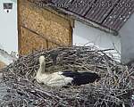 Capi_Dubne_20260515_132502.jpg