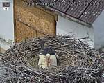 Capi_Dubne_20260515_134503.jpg