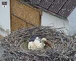 Capi_Dubne_20260515_141003.jpg