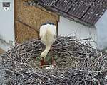 Capi_Dubne_20260515_141503.jpg