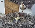 Capi_Dubne_20260515_143004.jpg